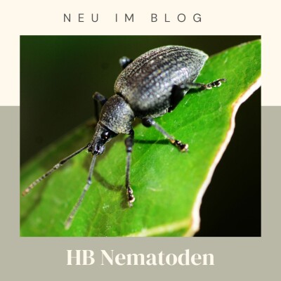 HB Nematoden - 