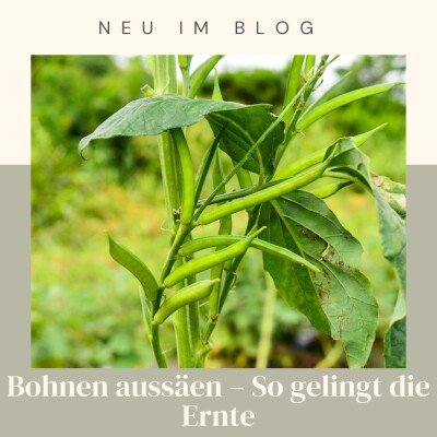 Bohnen aussäen - 