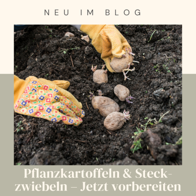 Pflanzkartoffeln & Steckzwiebeln – Jetzt vorbereiten für eine reiche Ernte  - 
