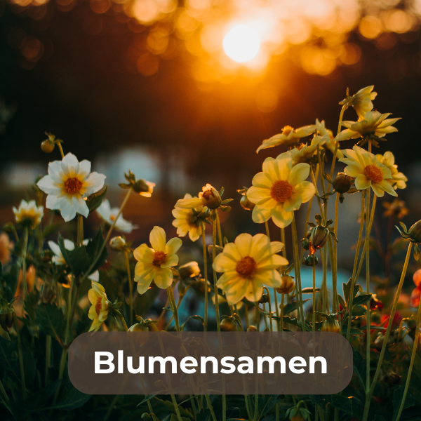 Verschiedene bunte Blumensamen für die einfache und erfolgreiche Aussaat im Garten oder auf dem Balkon, ideal für die Pflanzung von Blumenwiesen, Beeten und Balkonkästen.