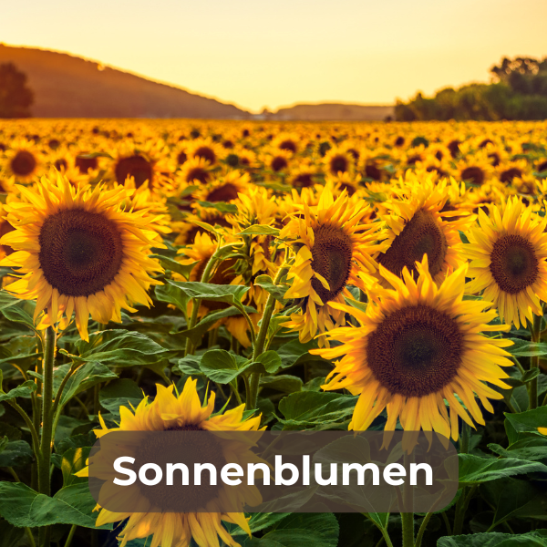Sonnenblumensamen zur Aussaat, aus denen prächtige, hohe Sonnenblumen mit großen gelben Blüten wachsen; ideal für Garten, Balkon oder als Symbol für Freude und Sommer.