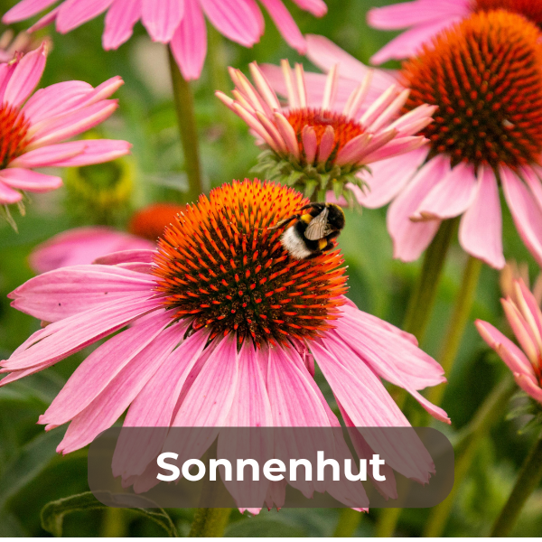 Sonnenhut (Echinacea) – robuste, mehrjährige Staude mit aufrechten Stängeln und leuchtend roten oder rosa Blütenköpfen, bevorzugt sonnige bis halbschattige Standorte und nährstoffreichen, gut durchlässigen Boden, ideal für naturnahe Gärten und als bienenfreundliche Pflanze."