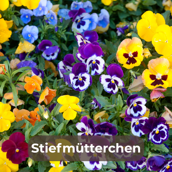 Stiefmütterchen (Viola x wittrockiana) – beliebte, farbenfrohe Gartenpflanze mit herzförmigen Blättern und auffälligen Blüten in Weiß, Gelb, Rot und Lila. 