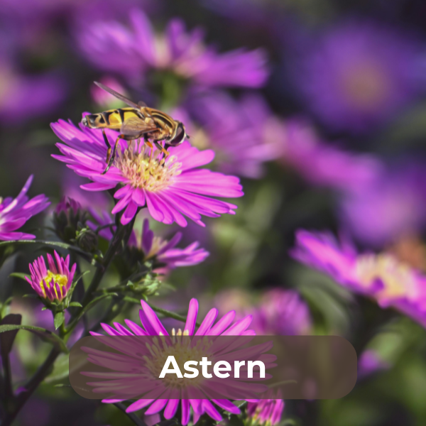 Astern – vielseitige, meist mehrjährige Stauden mit körbchenförmigen Blüten in Weiß, Rosa, Blau und Lila, die von Sommer bis Herbst blühen. 