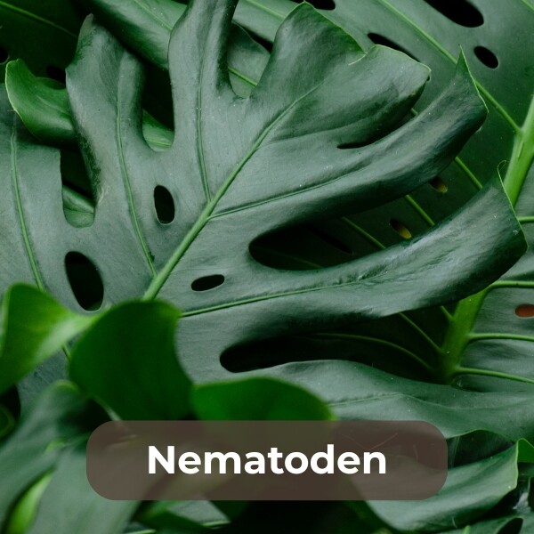 Nützlings-Nematoden zur biologischen Schädlingsbekämpfung, geeignet für den Einsatz im Innen- und Außenbereich. Robust, einfach in der Anwendung und besonders pflegeleicht. Die lebenden Nematoden sind hochwirksam gegen bodenlebende Schädlinge und sorgen für gesunde Pflanzen und kräftiges Wachstum – ganz ohne Chemie. Ideal für eine nachhaltige und erfolgreiche Ernte.