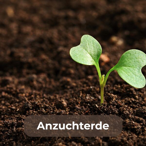 Anzuchterde kaufen für gesunde Pflanzenanzucht: Ideal für Gemüse, Kräuter und Blumen. Hochwertige Erde für besten Wurzelwachstum. Jetzt online bestellen!