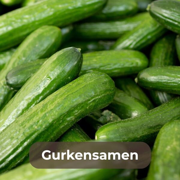 Gurkensamen online kaufen: Ernte frische, knackige Gurken aus eigenem Anbau. Hochwertige Samen für Garten, Balkon oder Gewächshaus. Jetzt aussäen und genießen!