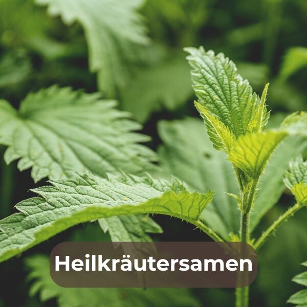 Heilkräutersamen für deinen Garten kaufen: Pflanze eigene Heilpflanzen wie Kamille, Salbei und Lavendel. Natürliches Wachstum für Gesundheit und Wohlbefinden!