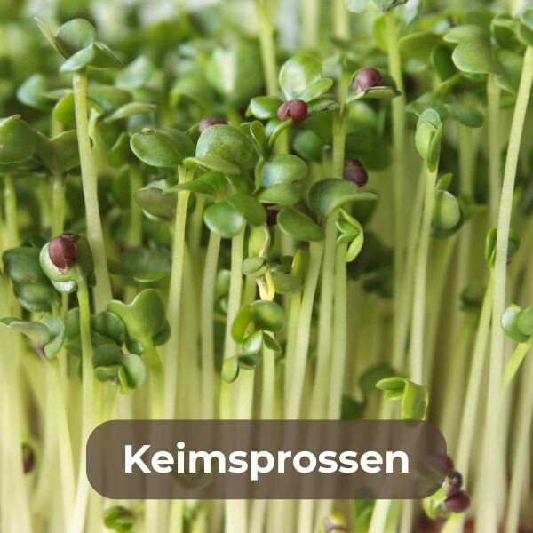 Keimsprossen selber ziehen: Gesunde, nährstoffreiche Sprossen wie Alfalfa, Radieschen und Brokkoli. Perfekt für Salate und Smoothies. Jetzt Samen bestellen!