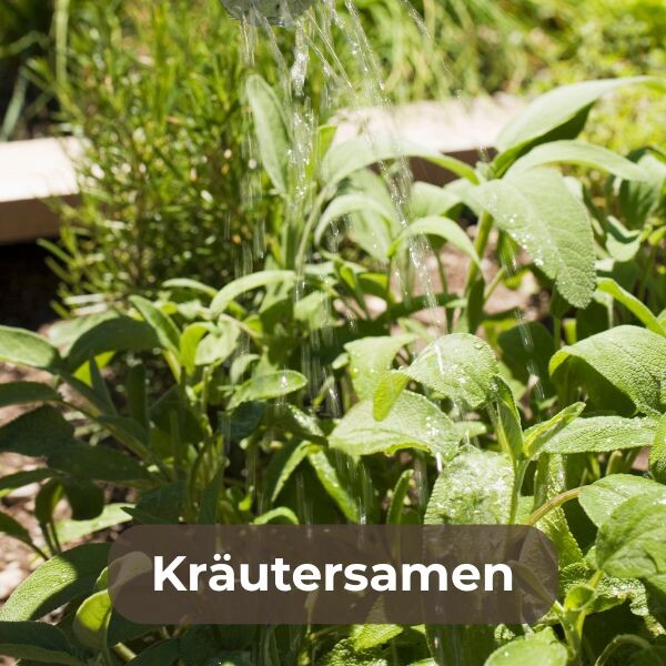 Kräutersamen für den perfekten Garten: Kaufe Basilikum, Petersilie, Rosmarin und mehr. Frische Kräuter für Küche und Balkon. Jetzt aussäen und genießen!