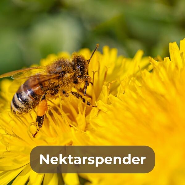 Nektarspender für Nützlinge kaufen: Fördere Bienen, Schmetterlinge und andere Insekten im Garten. Unterstütze die Artenvielfalt mit Blühpflanzen!
