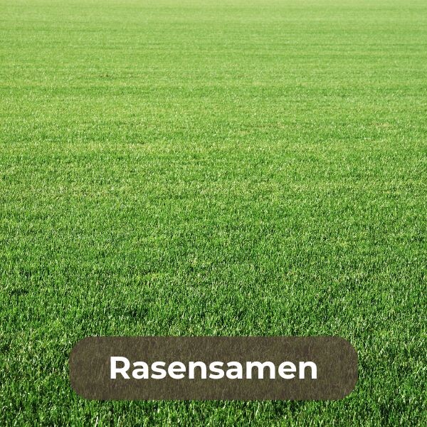 Rasensamen für einen grünen, dichten Rasen kaufen: Hochwertige Mischungen für Garten, Sportplatz und Spielbereich. Jetzt aussäen und den perfekten Rasen genießen!