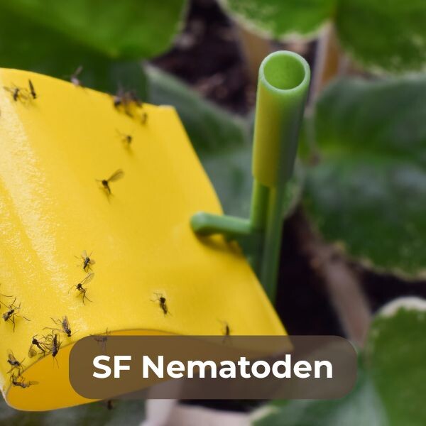 SF Nematoden gegen Schädlinge wie Trauermücken und Dickmaulrüssler einsetzen. Effektiver, natürlicher Pflanzenschutz für Garten und Gewächshaus!