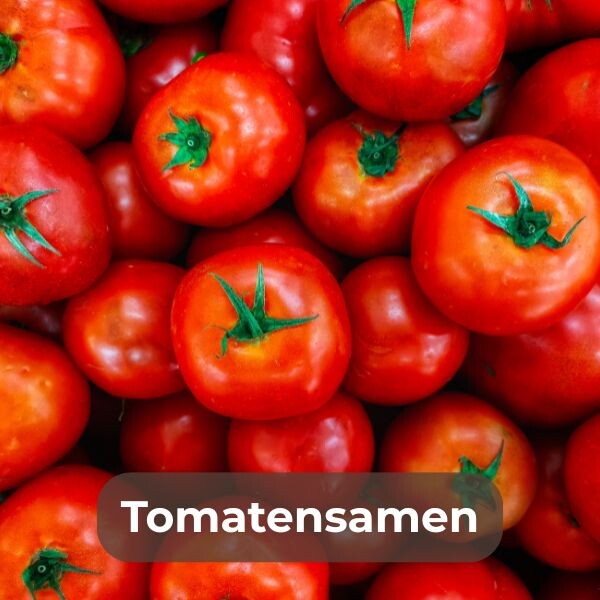 Tomatensamen online kaufen und eigene Tomaten anbauen. Hochwertige Samen für saftige, aromatische Tomaten – ideal für Garten und Balkon!