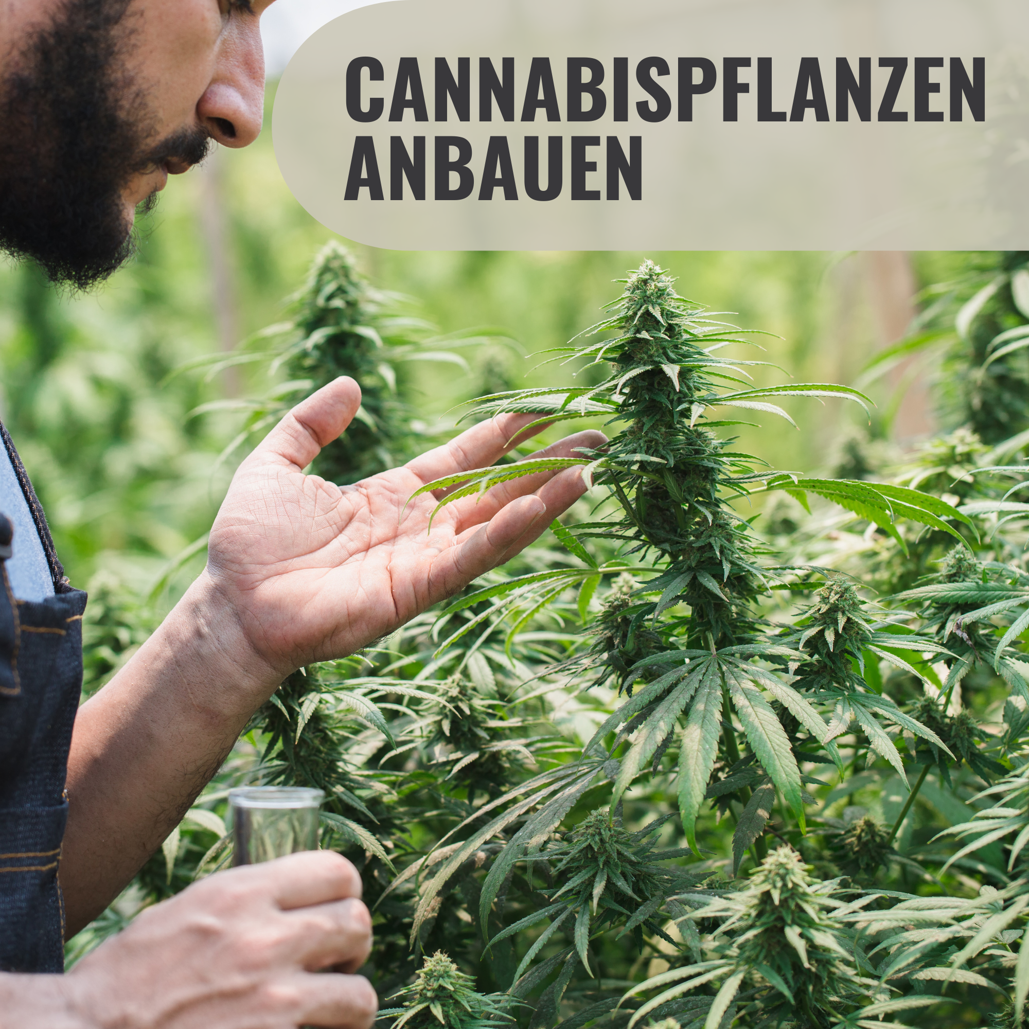 Mann inspiziert blühende Cannabispflanzen in dichter Outdoor-Plantage, prüft Blätter und Blütenstände mit der Hand, Textfeld ‚Cannabispflanzen anbauen‘ als Hinweis auf Ratgeber zum legalen Anbau und zur Pflege von Hanfpflanzen.