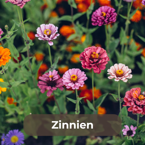 Zinnien (Zinnia elegans) – farbenfrohe, einjährige Sommerblumen mit buschigem, aufrechtem Wuchs und vielfältigen Blütenfarben von Weiß bis Rot und Pink.