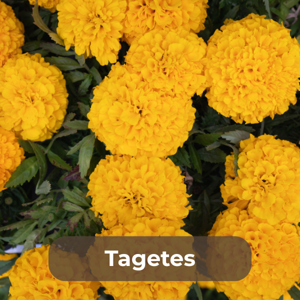 Tagetes-Samen für farbenfrohe, duftende Sommerblumen mit gefiederten Blättern, die als robuste Garten- und Balkonpflanzen Schnecken abwehren und Insekten anziehen.