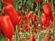 Bio San Marzano Tomate ‚Oskar‘, Tomatenpflanze